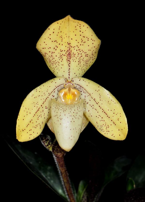 Arten concolor
